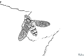 wasp Coloring Pages To Print